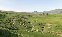 A gorge and the cows of the village. Kalotaszentkiraly.